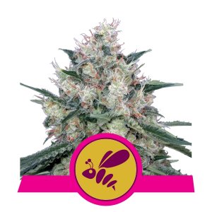 honey-cream-(fast-flowering)-image