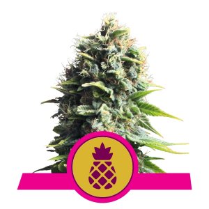 pineapple-kush-image