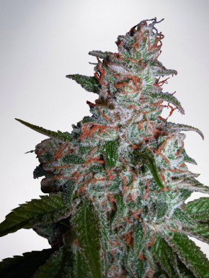 northern-lights-moc-feminized-image