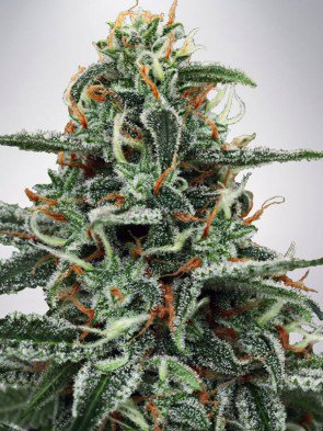 white-widow-feminized-image