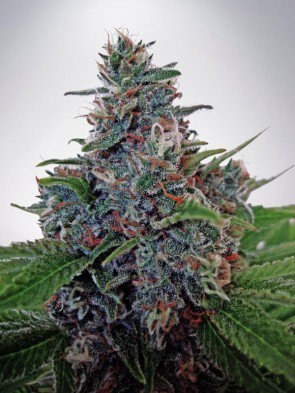 auto-blue-amnesia-feminized-image