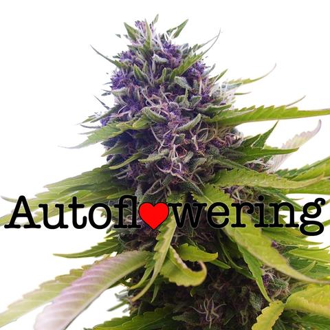 blueberry-autoflower-image