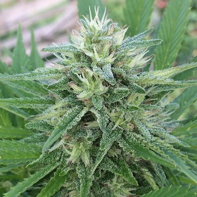 panama-x-bangi-haze-feminized-image