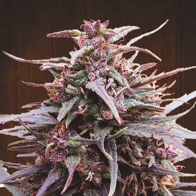 purple-haze-x-malawi-feminized-image