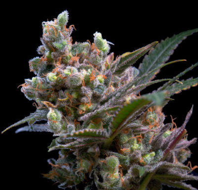 kritikal-bilbo-image