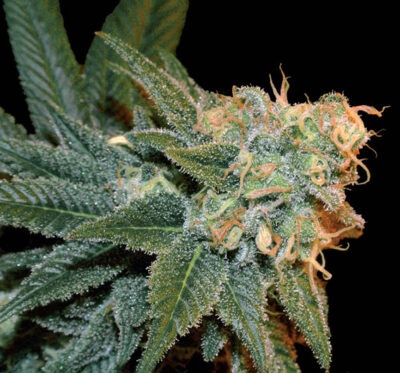 ese.-t.-bilbo-auto-image