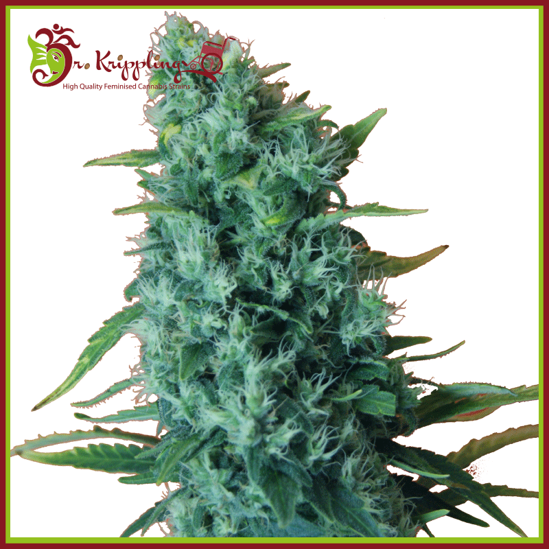 gorilla-infested-gelato-image