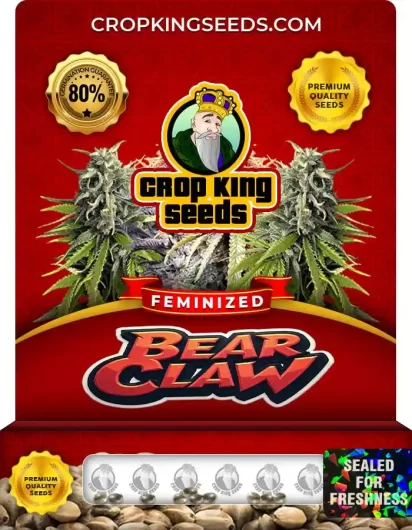 bear-claw-image