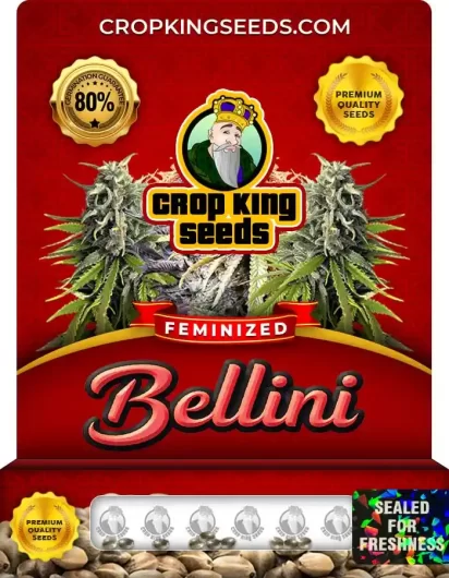 bellini-image