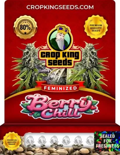 berry-chill-image