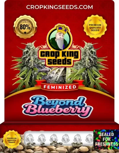 beyond-blueberry-image