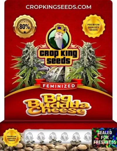 Big Buddha Cheese