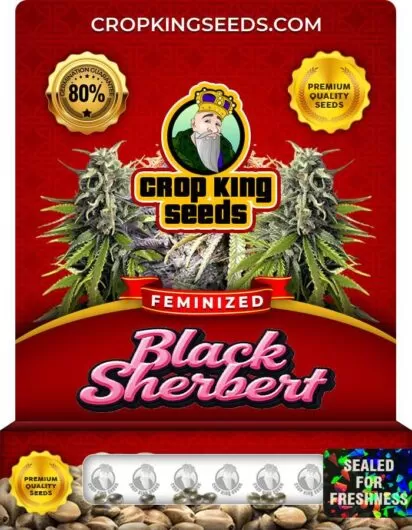 black-sherbert-image
