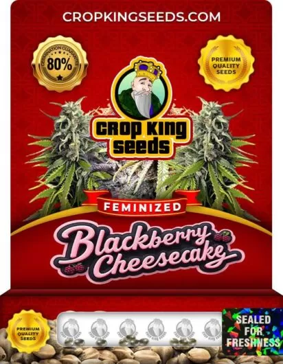 blackberry-cheesecake-image