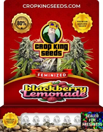blackberry-lemonade-image