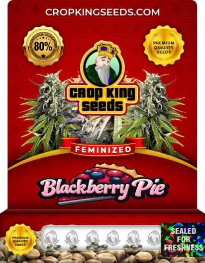 blackberry-pie-image