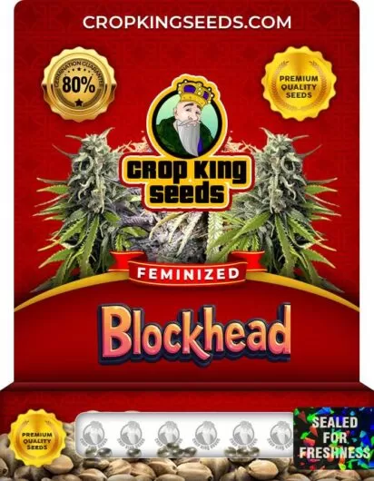 blockhead-image