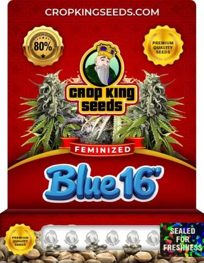 blue-16-image