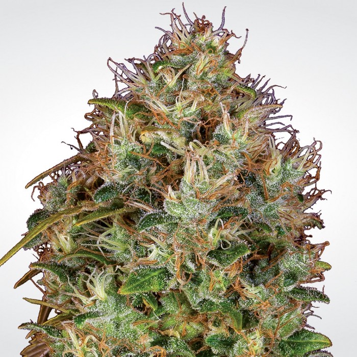 dutch-kush-image