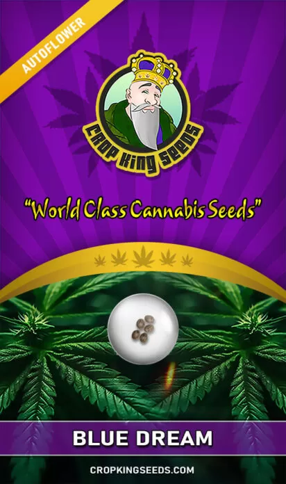 blue-dream-autoflower-image