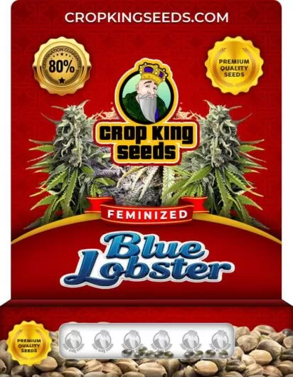 blue-lobster-image