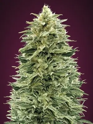 Amnesia Auto