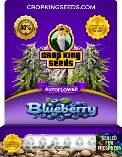 blueberry-autoflowering-image