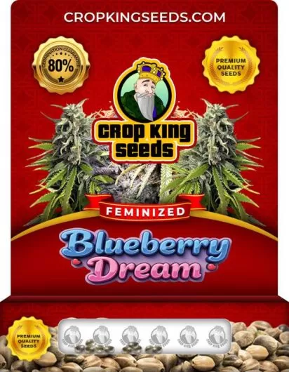 blueberry-dream-image