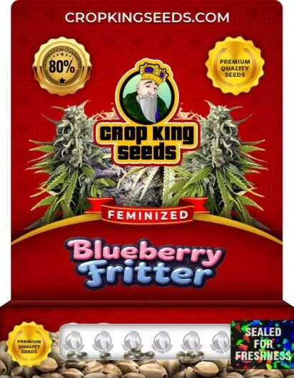 blueberry-fritter-image