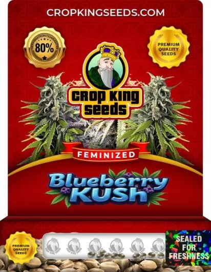 blueberry-kush-image