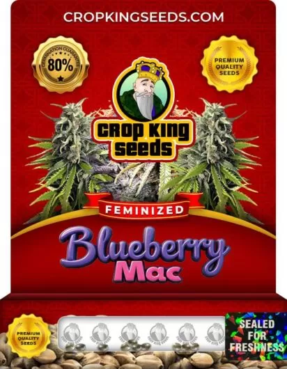 blueberry-mac-image