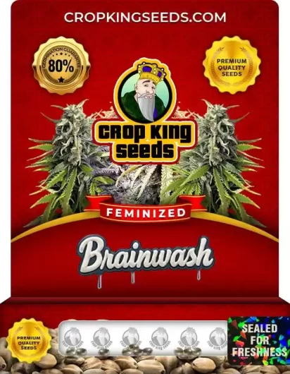 brainwash-hybrid-image