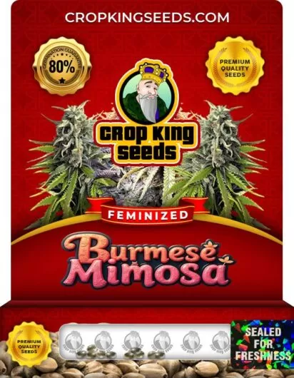 burmese-mimosa-image