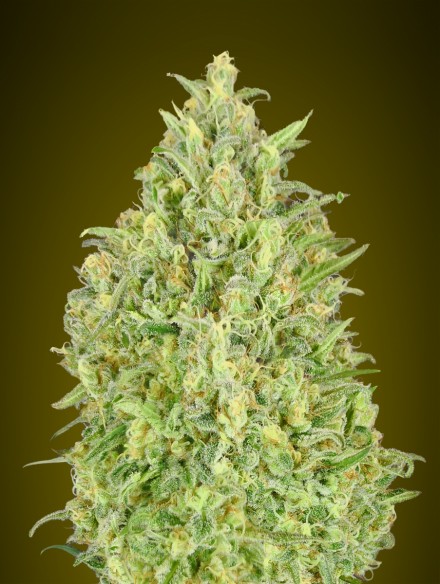 auto-pineapple-glue-image
