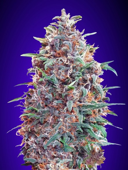 auto-purple-diesel-image
