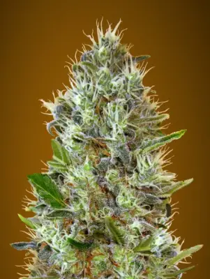 Auto Somango