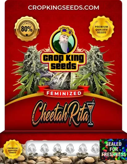 cheetah-rita-image