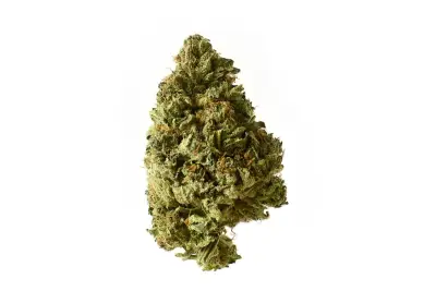 White Choco Autoflower