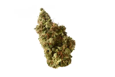 Milkshake Kush Autoflower