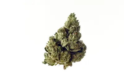 Choco Kush Autoflower