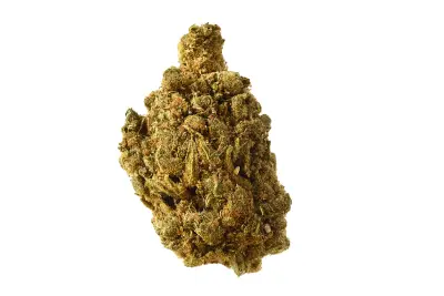 Blue Amnesia Autoflower