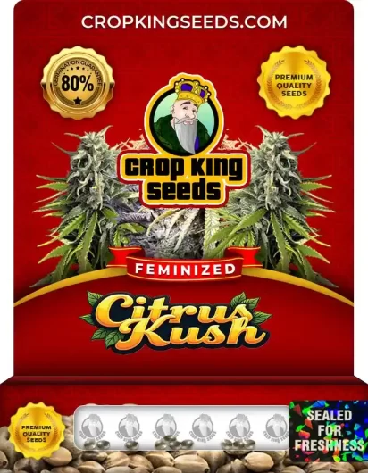 citrus-kush-image
