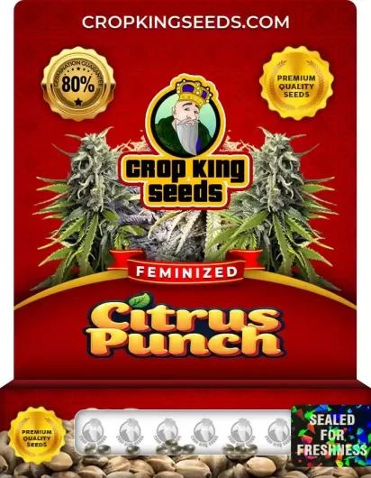 citrus-punch-image