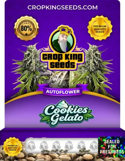 cookies-gelato-autoflower-image