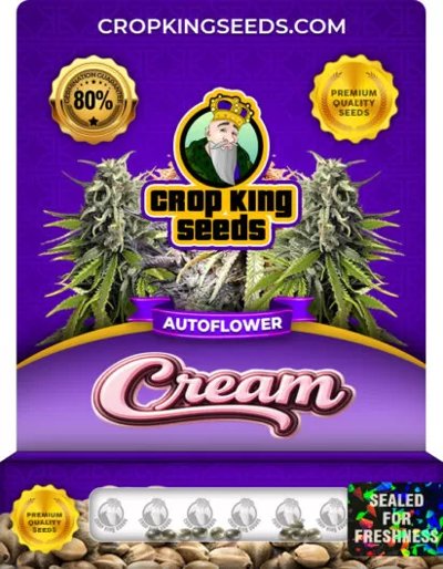 Cream Autoflowering