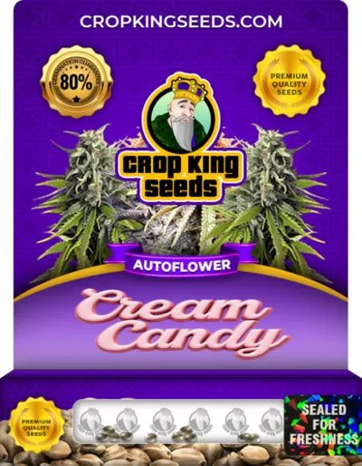 Cream Candy Autoflowering