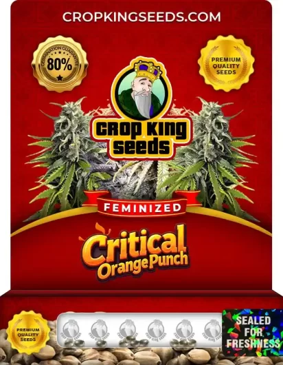 critical-orange-punch-image