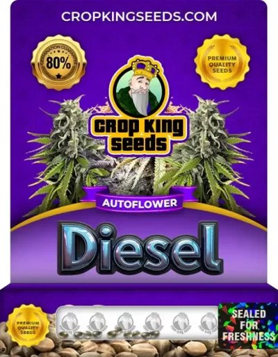 Diesel Autoflowering