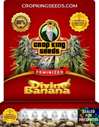 divine-banana-image