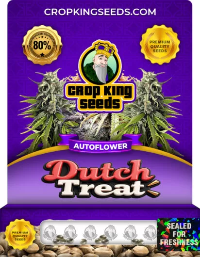 dutch-treat-autoflower-image